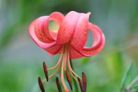 Big pinkish red-orange flowers